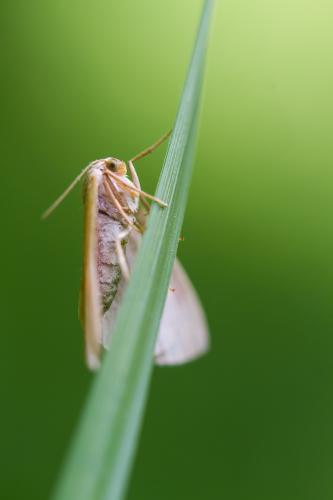 Réf. 183 139 : Hylaea fasciaria